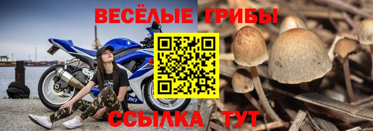 Галлюциногенные грибы ЛСД  Вход с VPN  продажа наркотиков  Галлюциногенные грибы GOLDEN TEACHER  Балтийск 