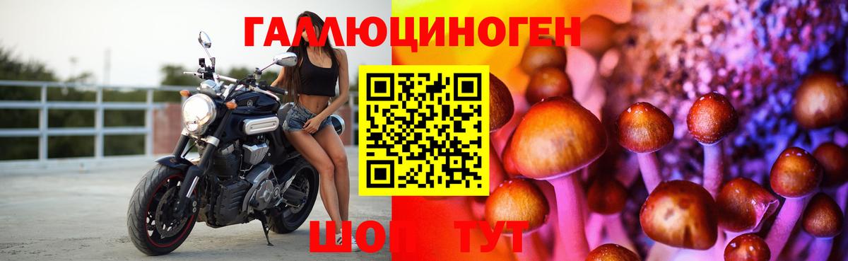 Псилоцибиновые грибы Psilocybe Балтийск